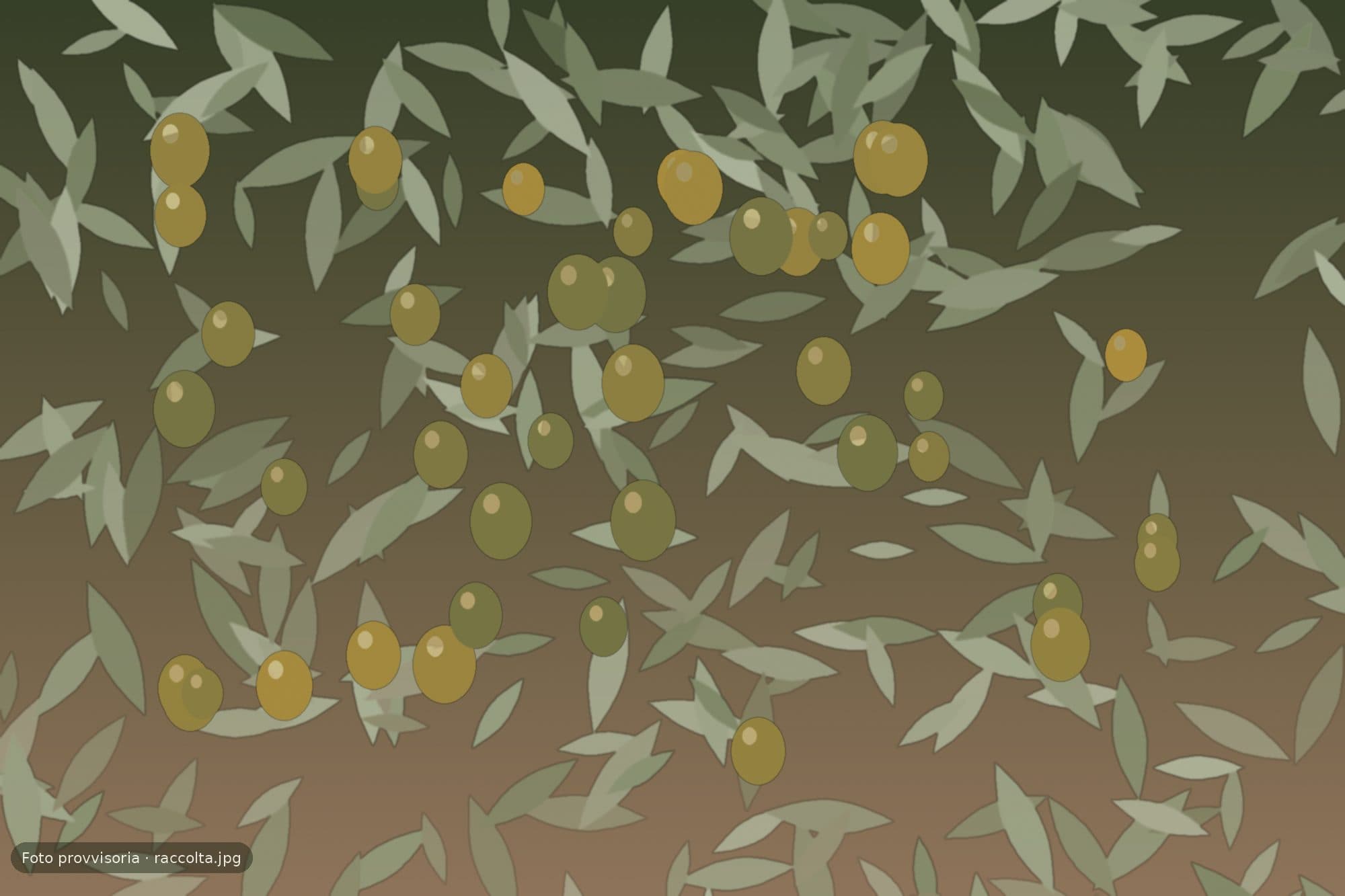 Raccolta delle olive Peranzana in un uliveto della Capitanata
